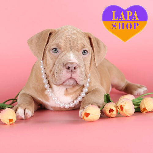 Hurrem — Charming Girl of the American Bully Breed