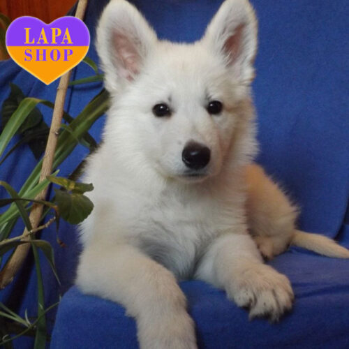 Ilika — девочка породы белая швейцарская овчарка