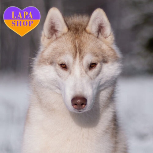 Intercrus lyncis —  справжній красень породи сибірський хаскі