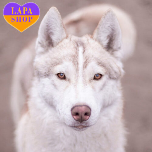 Interstellar —  чарівний песик породи сибірський хаскі