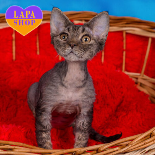 Irvin – милый мальчик породы девон-рекс черной окраски