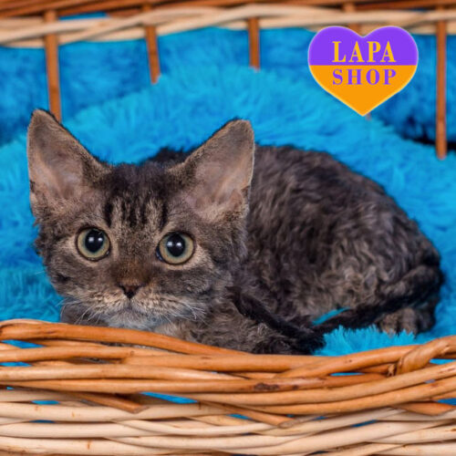 Ivi - джентельмен породы девон-рекс черной окраски