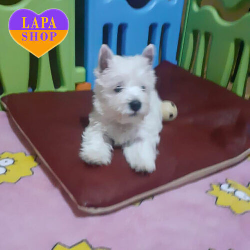 Jacqueline  — чарівна красуня породи вест хайленд вайт тер'єр білого забарвлення