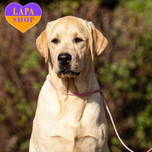 Дівчинка J’adore породи лабрадор-ретривер