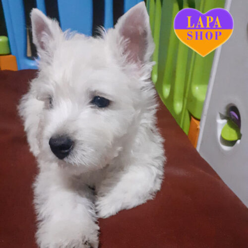 Милый мальчик породы вест хайленд вайт терьер Jean-Paul