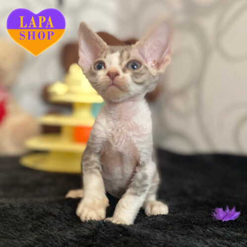 Очаровательный мальчик породы девон-рекс Jigolo