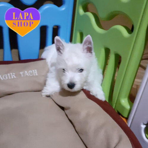 Белоснежный мальчик породы вест хайленд вайт терьер Joel