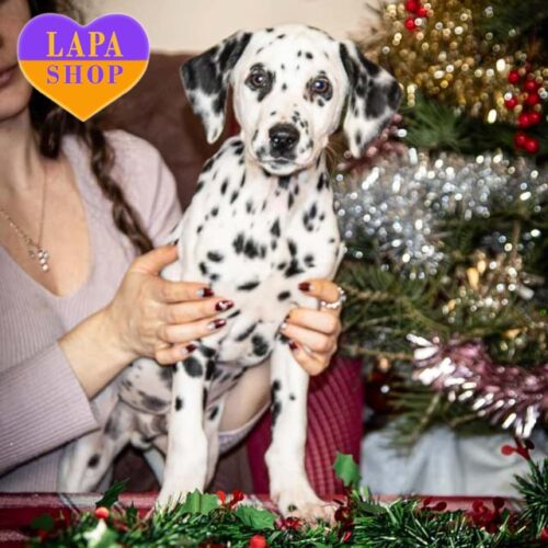 K' Most High My Dwelling — чарівний хлопчик породи далматин