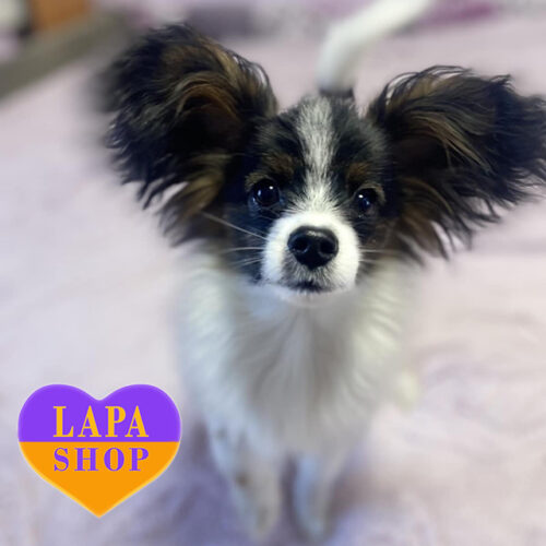 Kaiser — Tricolor Boy of the Papillon Breed