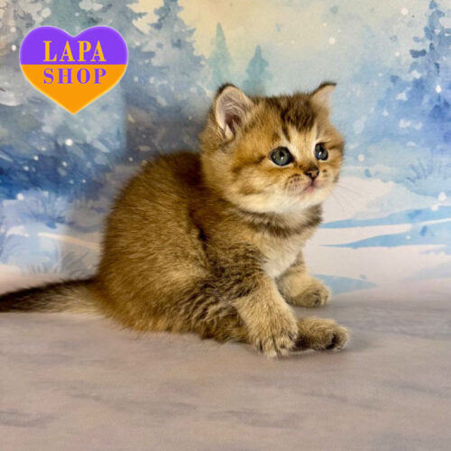 Очаровательная прямоухая леди в золотой шубке Карамелька