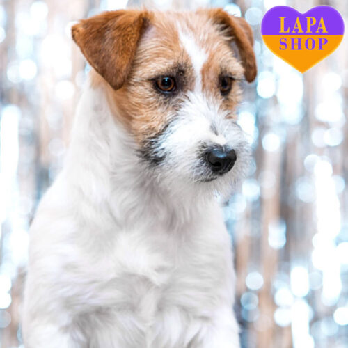 Біло-руда красуня породи джек-рассел-тер'єр Kassandra