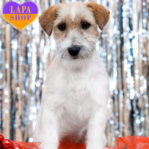 Kasseopia — мила дівчинка породи джек-рассел-тер'єр