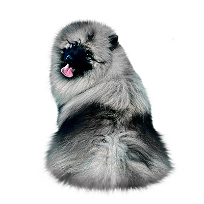 Keeshond or Wolfspitz