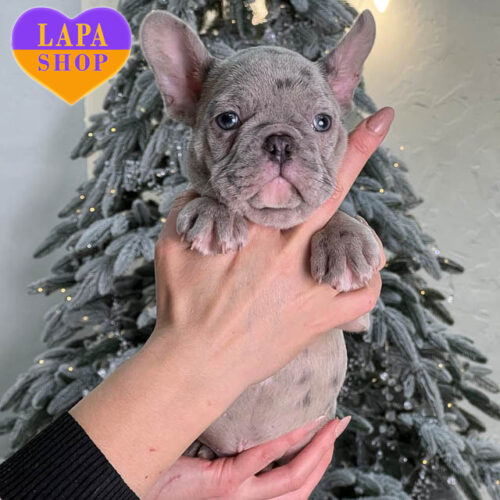 Очаровательный красавец породы французский бульдог Кекс