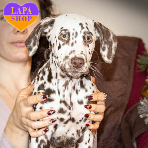 K'evil Will Not Approach You — мила дівчинка породи далматин