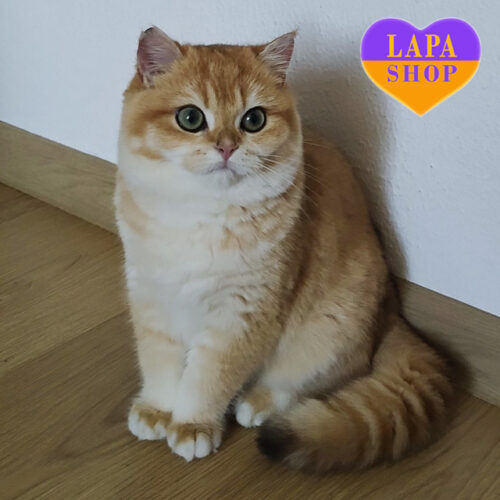 Kinder – британский мальчик в золотой шубке