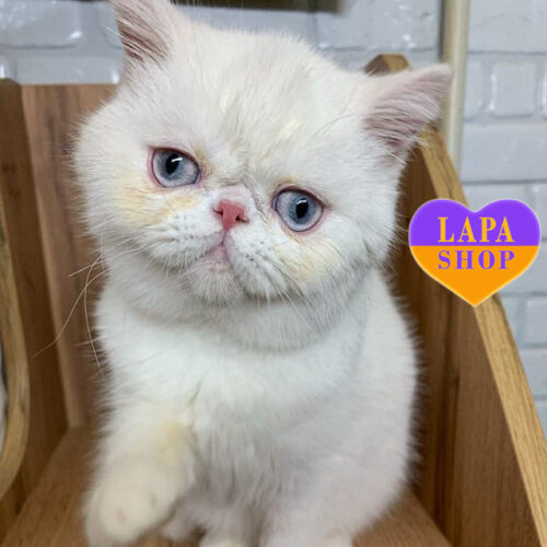 Белая красавица породы экзот Kitty