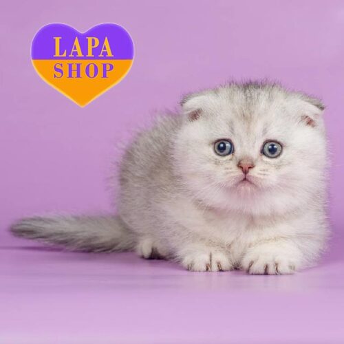 Короткошерстный шотландский красавец Контик