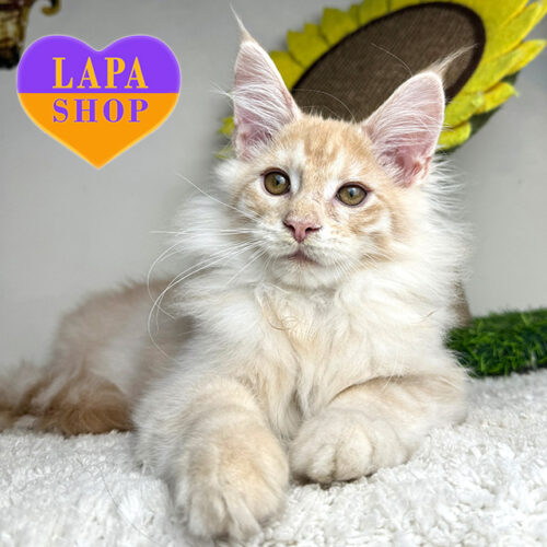 Кремушек —  милий хлопчик породи мейн-кун кремового забарвлення