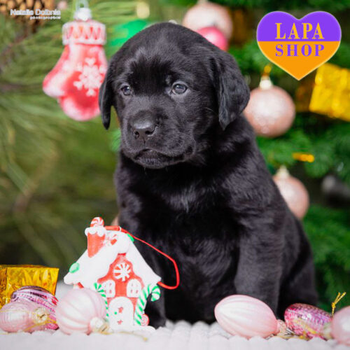 Чорна красуня породи лабрадор-ретривер