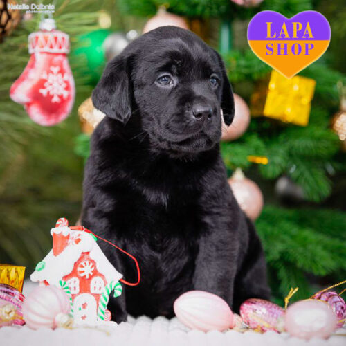 Елегантна леді чорного забарвлення породи лабрадор-ретривер