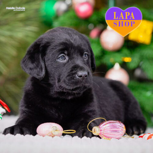 Мила дівчинка породи лабрадор-ретривер чорного забарвлення