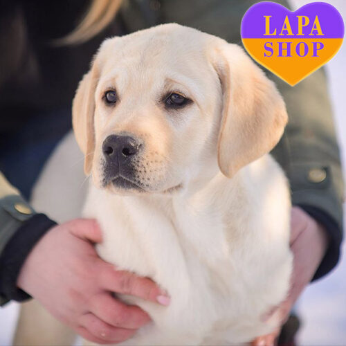 Хлопчик породи лабрадор-ретривер палевого забарвлення