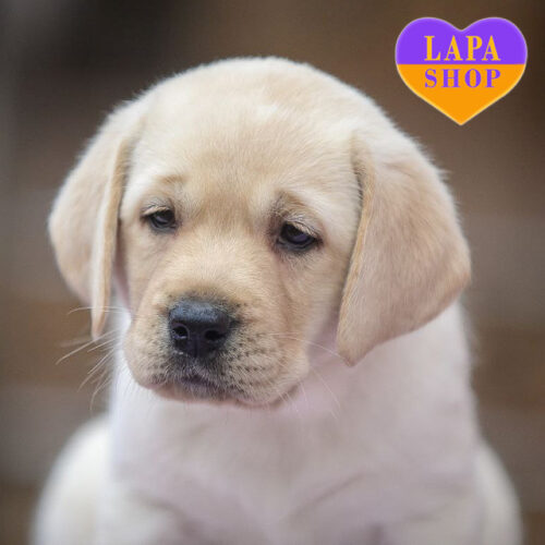 Палевый красавец породы лабрадор-ретривер