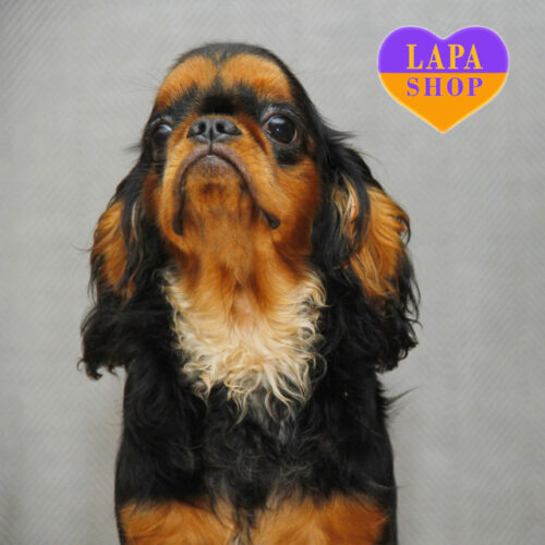 Елегантна леді породи кінг чарльз спаніель Lavender Brown