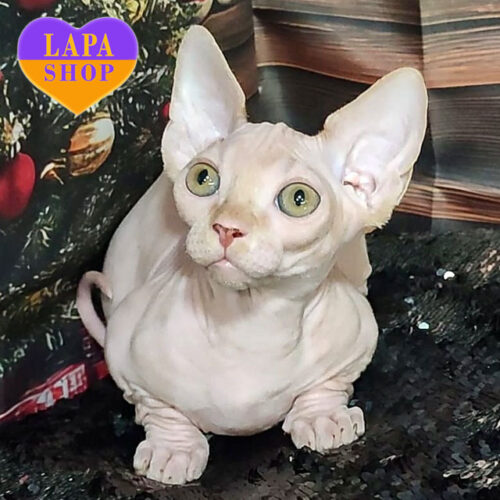 Чарівне кошеня бамбіно Leo