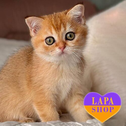 Lessy — очаровательная шотландская девочка ждет своей семьи