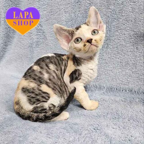 Leyla – милая девочка породы девон-рекс