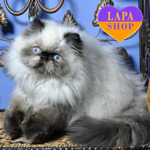 Персидская кошечка Лилу с красивым окрасом