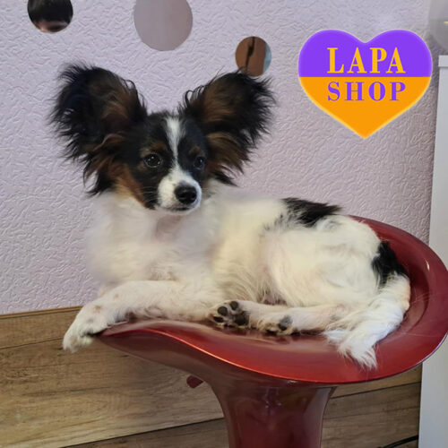 Louis — Charming Tricolor Boy of the Papillon Breed