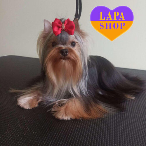 Mini girl Yorkshire Terrier Lucy