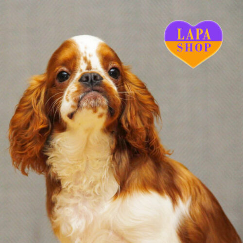 Чарівна дівчинка породи кінг чарльз спаніель Luna Lovegood — ваша майбутня улюблениця