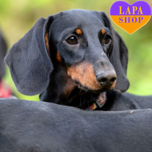 Мальчик Lychee породы миниатюрная гладкошерстная такса