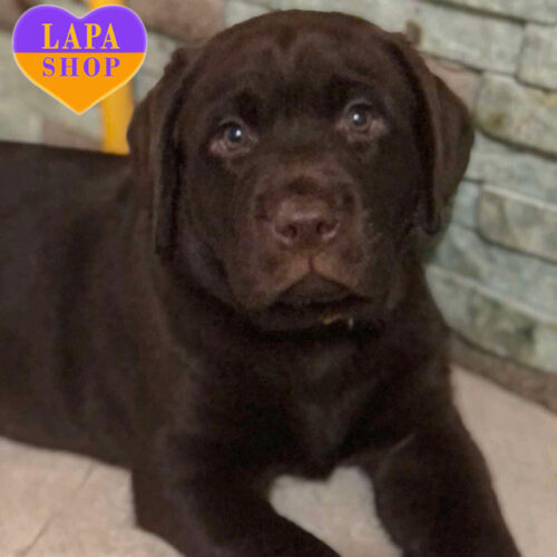 Maggy — True Beauty of a Chocolate Labrador Retriever