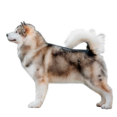 Аляскинський маламут