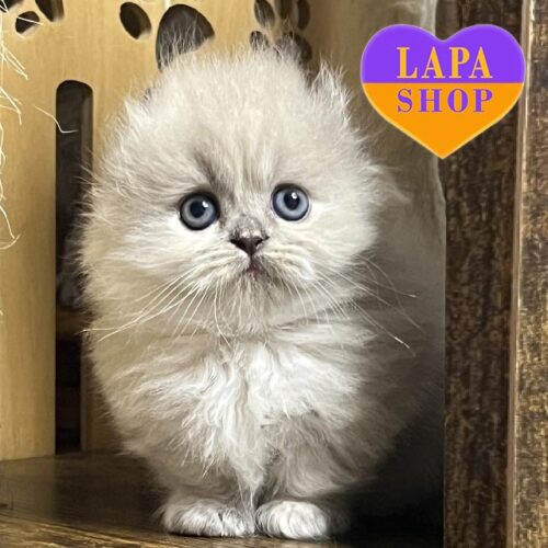 Georgia — уникальная красавица породы манчкилт в роскошной шубке и с коротенькими лапками