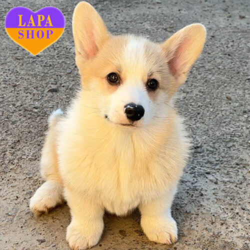 Мартін — милий хлопчик породи вельш коргі пемброк