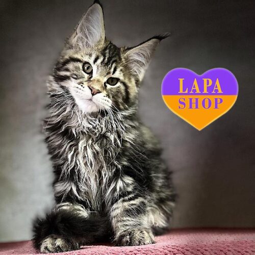 Мармурове кошеня породи мейн-кун Archie — ваш майбутній улюбленець