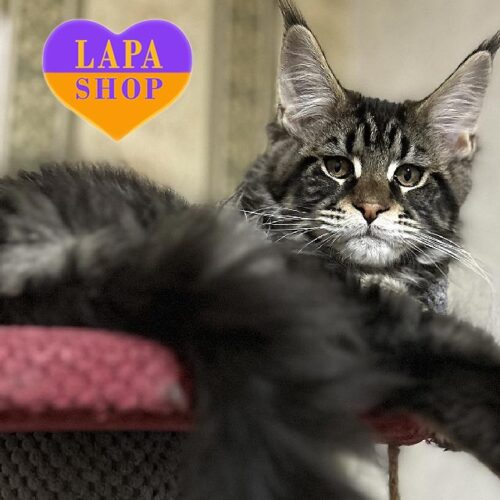 Красунчик породи мейн-кун Arthur