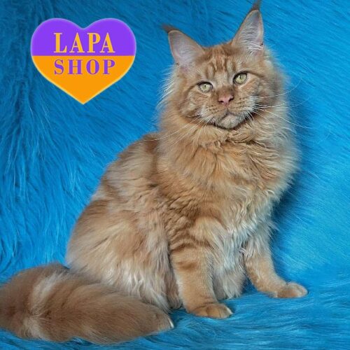 Barry is a Lluxurious Maine Coon Cat in a Bright Red Fur Coat