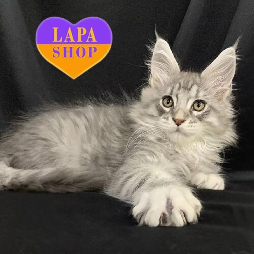 Роскошный мейн-кун с изящным серебристо-мраморным окрасом Даллас