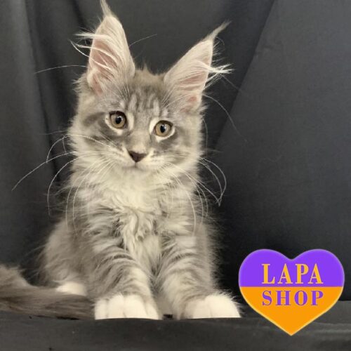 Deltona — грациозная кошечка породы мейн-кун голубо-мраморного окраса