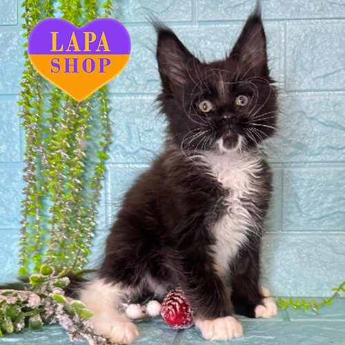 Edwin is an Incredibly Gentle Maine Coon Kitten Who Loves to Sleep on Your Hands and is "Always in style"