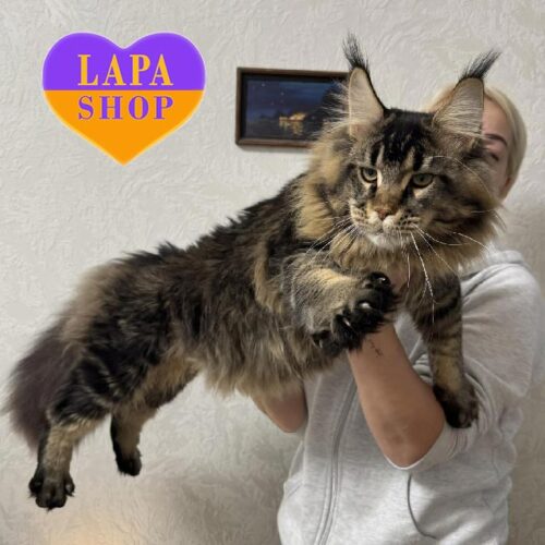 Роскошный котик породы мейн-кун Emir — в разведение