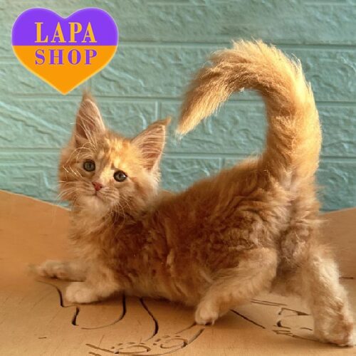 Eravan — неймовірно яскраве та енергійне кошеня породи мейн-кун