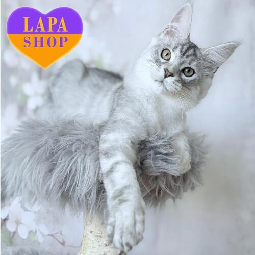 Чарівне кошеня мейн-кун в розкішній сріблясто-мармуровій шубці Familiar